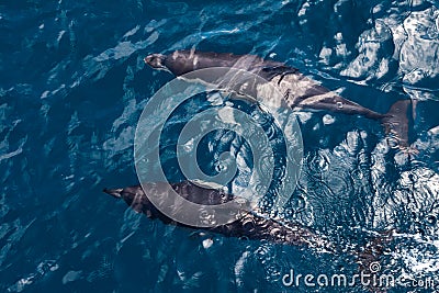 Dolphins swim in pairs in the sea. Stock Photo